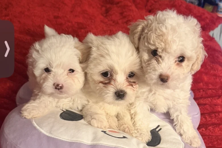 Bichon Frise