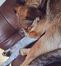 Fatso