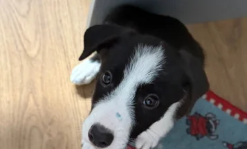 Border Collie