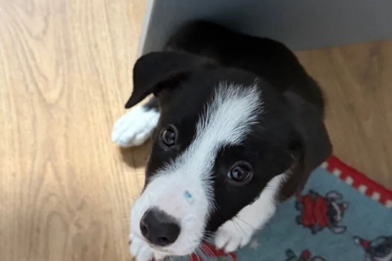 Border Collie