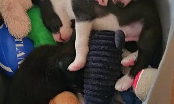 Border Collie