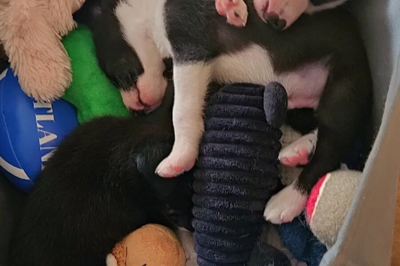 Border Collie