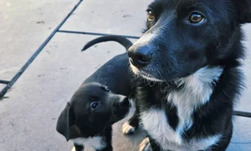 Border Collie