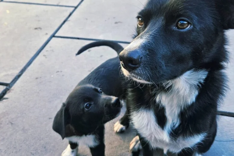 Border Collie