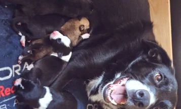 Border Collie