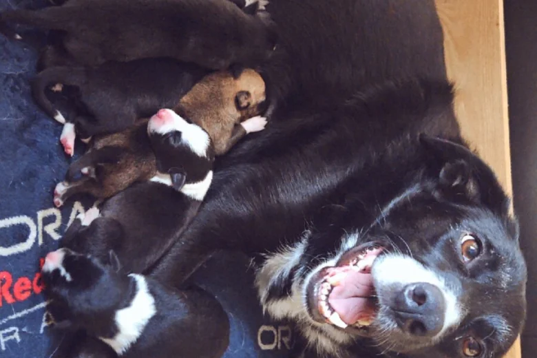 Border Collie