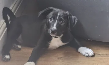 Border Collie