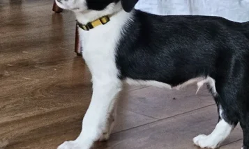 Border Collie