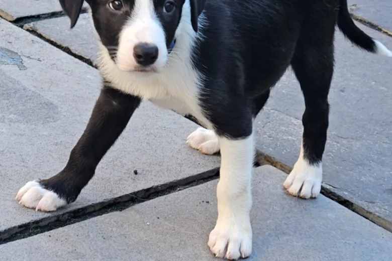 Border Collie
