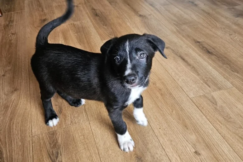 Border Collie