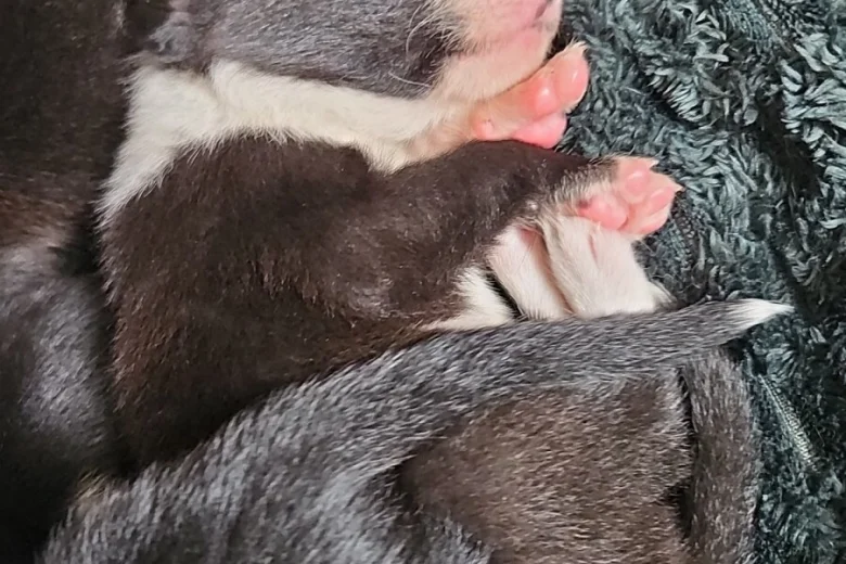 Border Collie