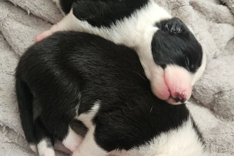 Border Collie