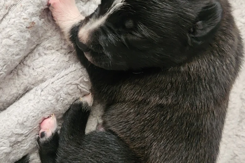 Border Collie