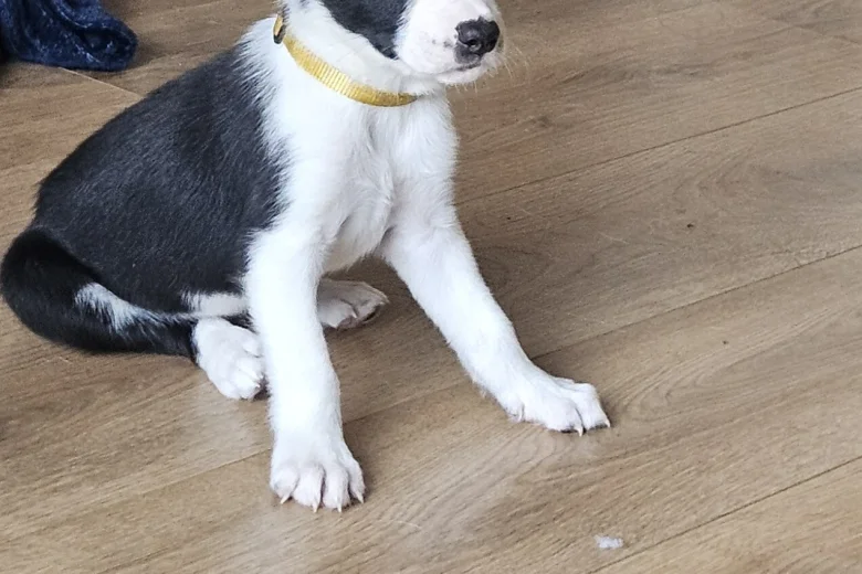 Border Collie