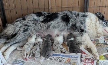 Border Collie