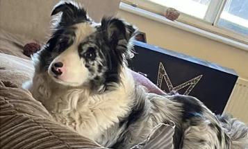 Border Collie