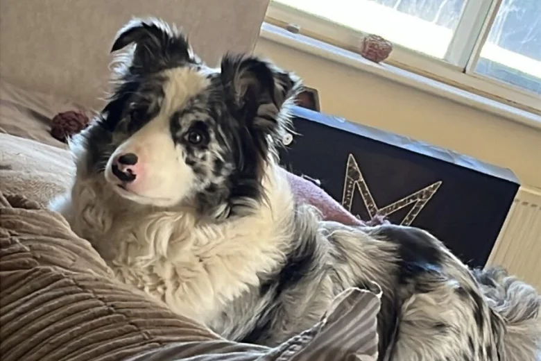Border Collie