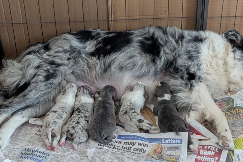 Border Collie
