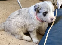 Puppy 3
