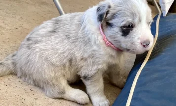 Border Collie