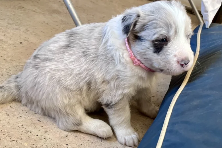 Border Collie
