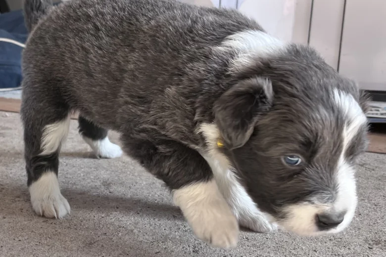 Border Collie