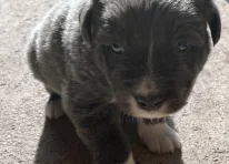 Puppy 1