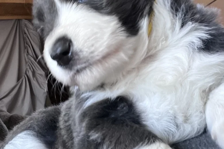 Border Collie