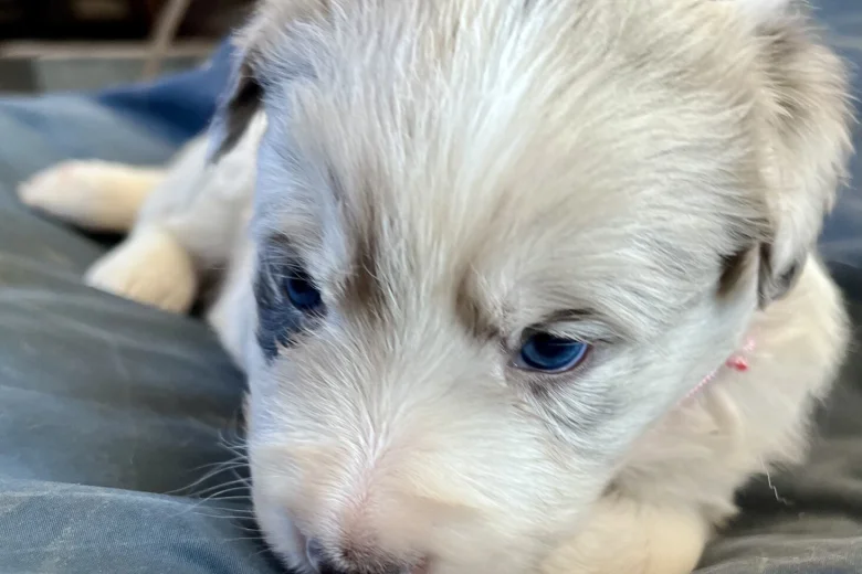 Border Collie