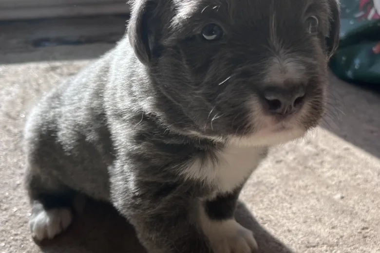 Border Collie