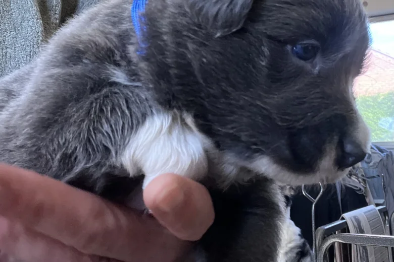 Border Collie