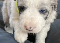 Puppy 4