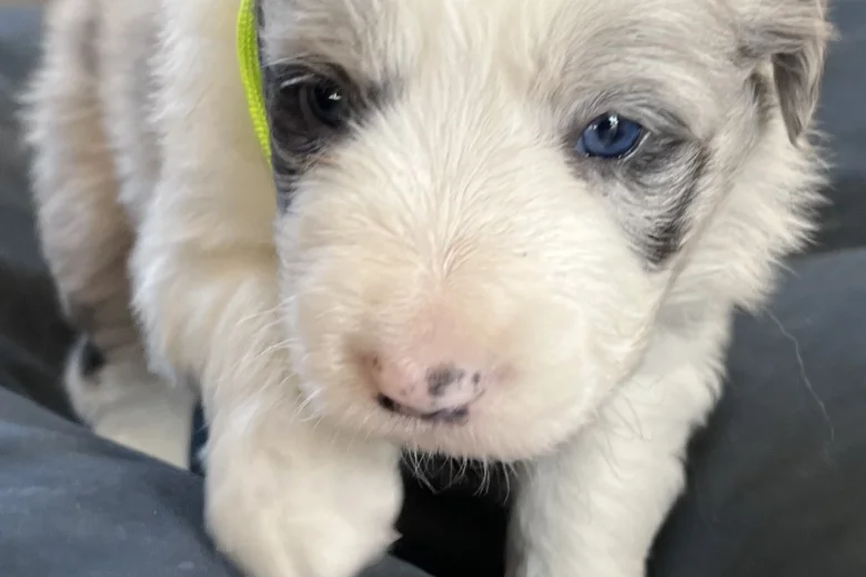 Border Collie