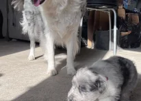 Puppy 2