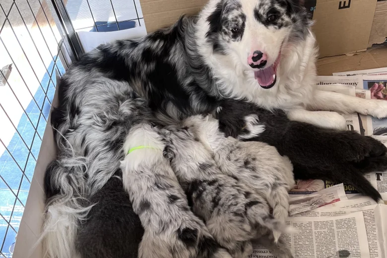 Border Collie