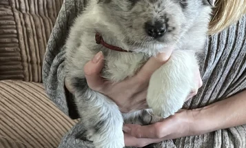 Border Collie