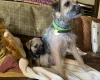 Border Terrier