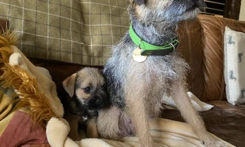 Border Terrier
