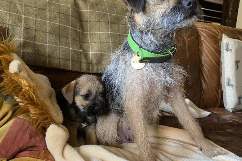Border Terrier
