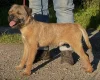 Border Terrier