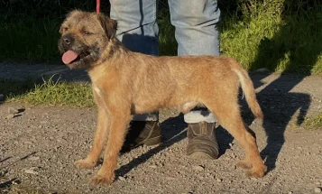 Border Terrier