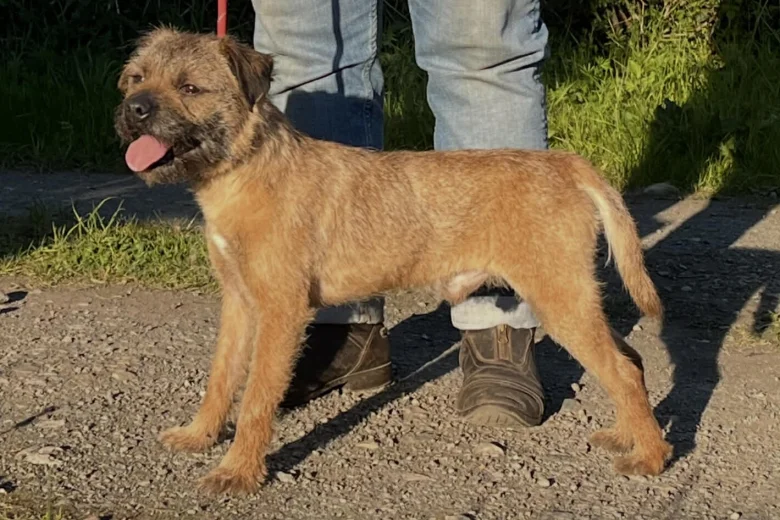 Border Terrier