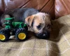 Border Terrier