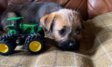 Border Terrier