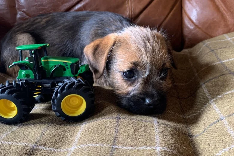 Border Terrier