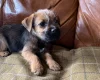 Border Terrier