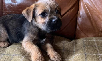 Border Terrier