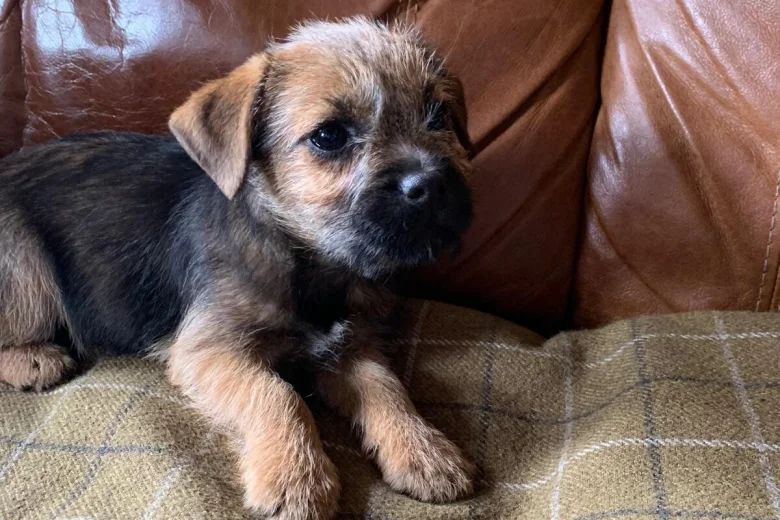 Border Terrier