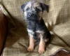 Border Terrier