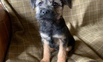 Border Terrier